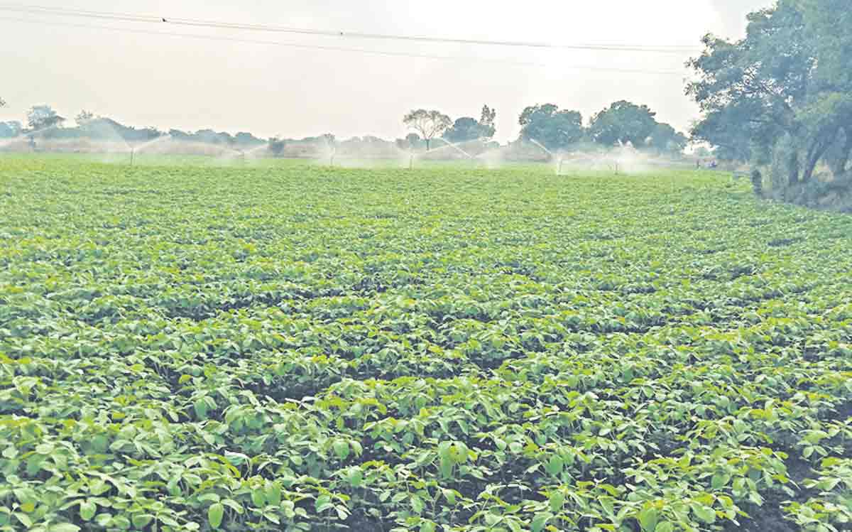 బిందు సేద్యంతో పంటల సాగు