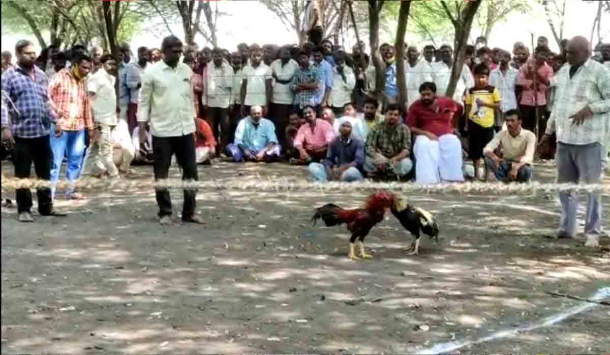 నడిగడ్డలో జోరుగా కోళ్ల పందాలు.. టాస్క్ ఫోర్స్ పోలీసుల దాడులు