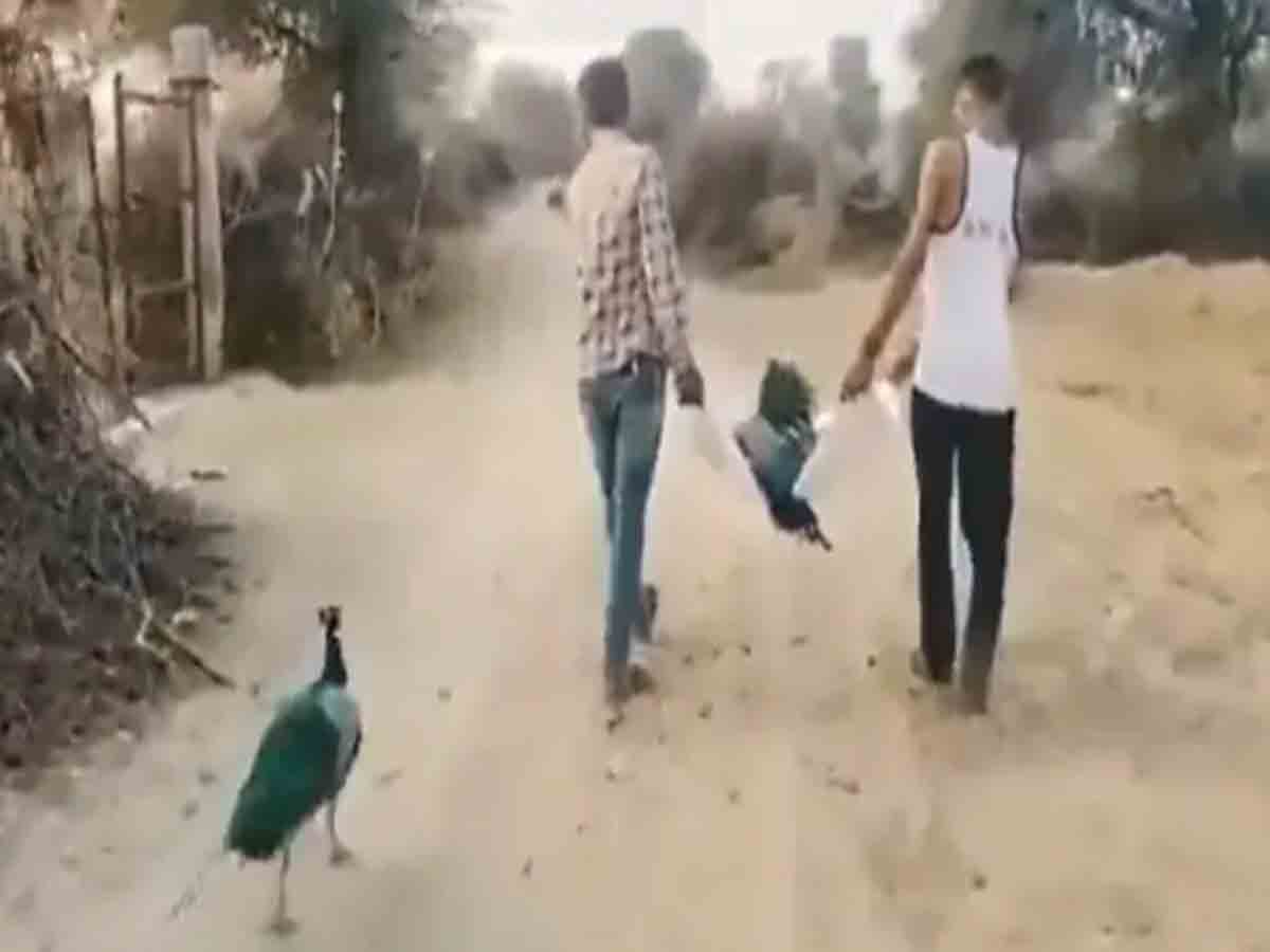 బంధమా నన్ను వీడిపోకుమా.. కన్నీరు పెట్టిస్తున్న నెమలి వీడియో