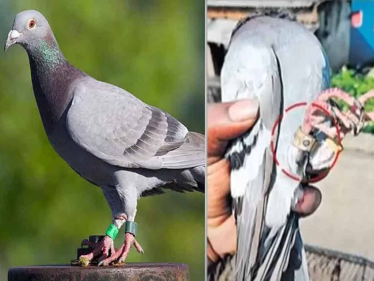 ఇది గూఢచారి పావురమా? విచారిస్తున్న పోలీసులు