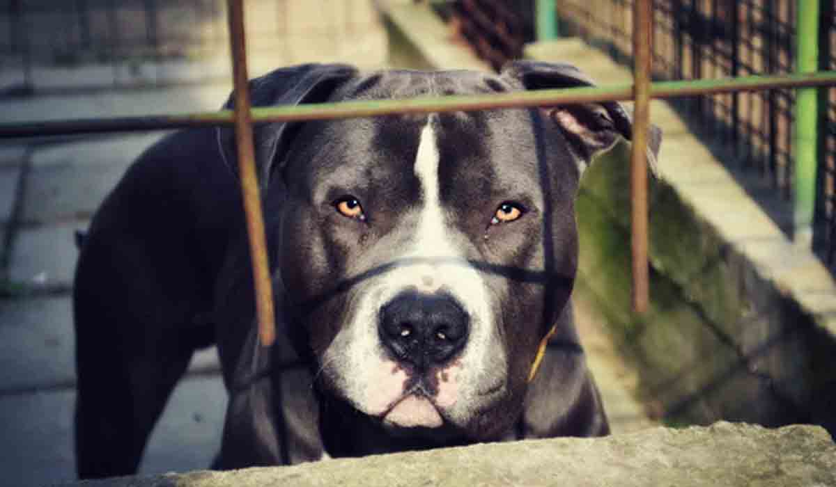 Pit Bull Attack: బాలుడిపై పిట్ బుల్ దాడి.. కుక్క య‌జ‌మానులు అరెస్ట్‌..!