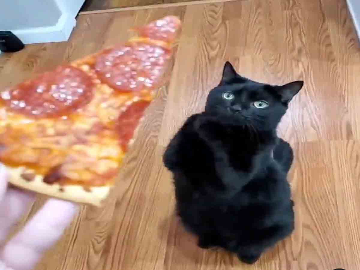 Funny Video: పిజ్జా కోసం పిల్లి వేడుకోలు.. అడుక్కునే తీరు చూస్తే నవ్వు ఆపుకోలేరు