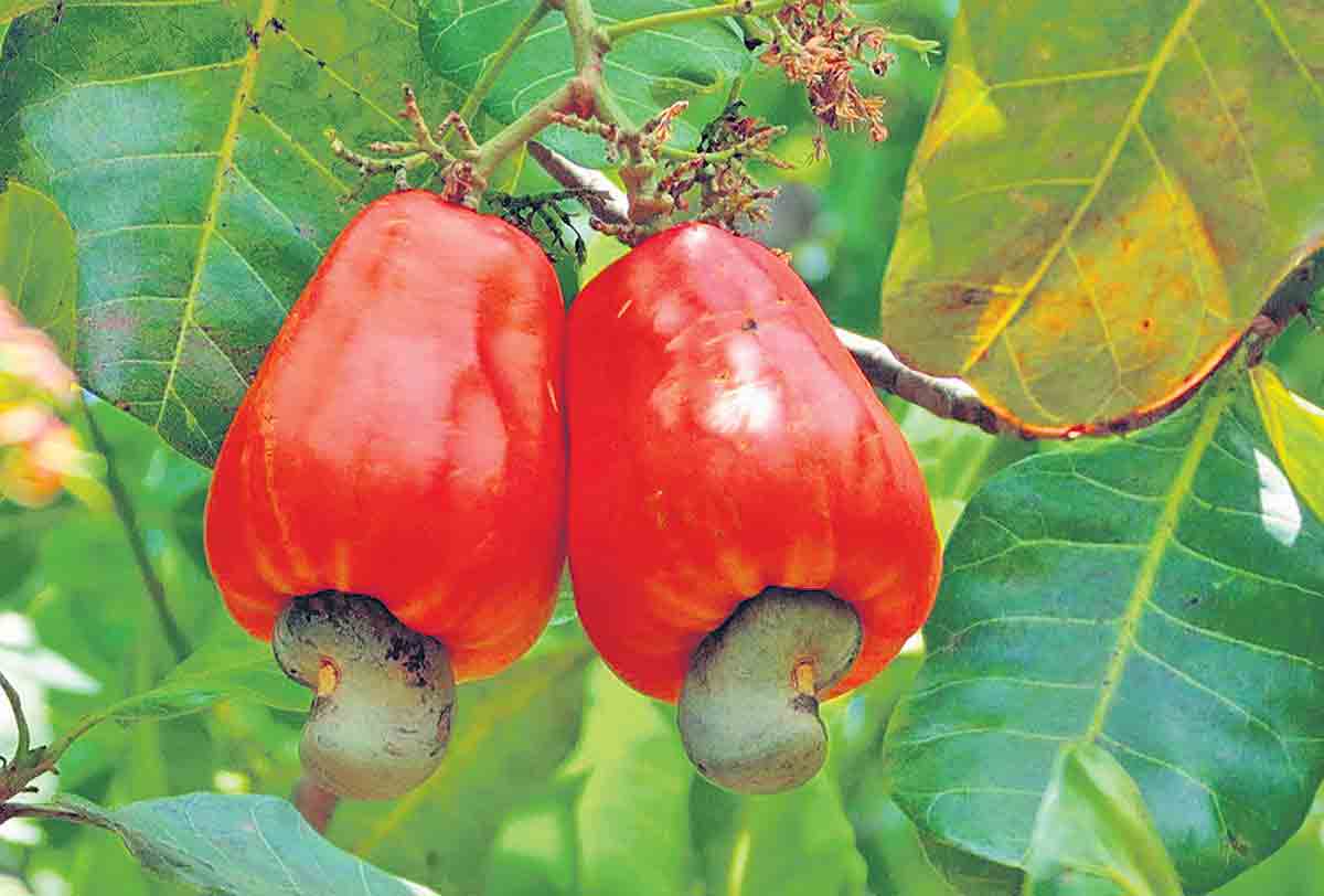 ఉద్యాన పంటలు – జాగ్రత్తలు