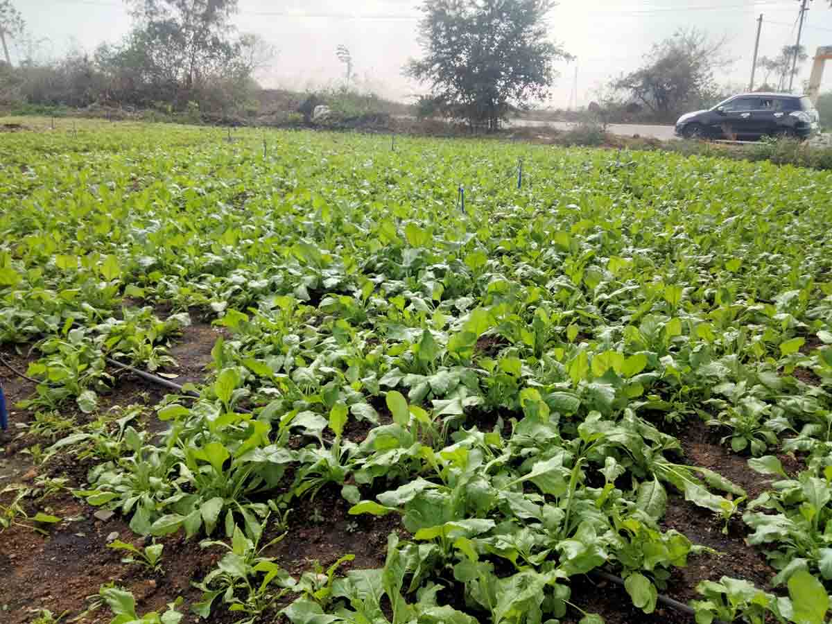 ఆకుకూరలతో ఆసరా