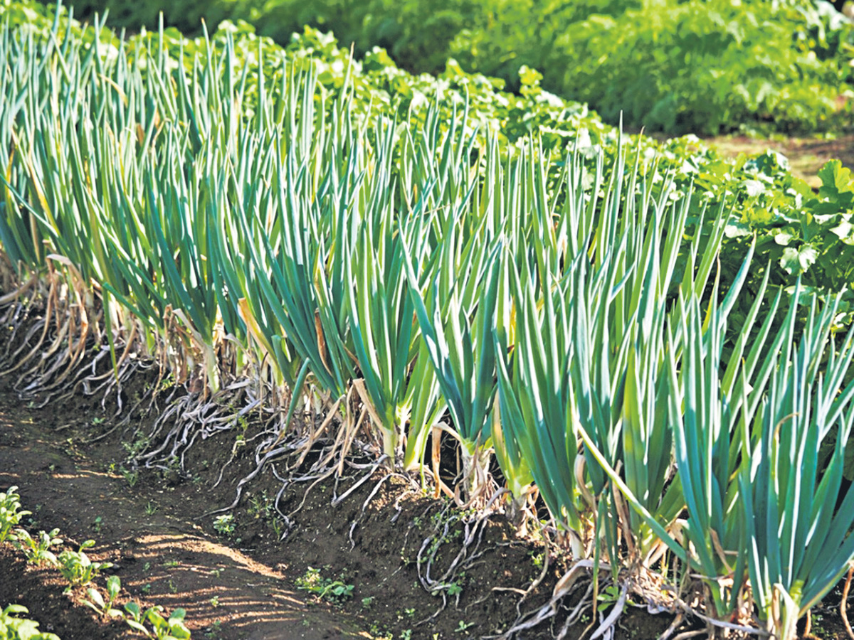 ఉల్లికి ఇదే సమయం!