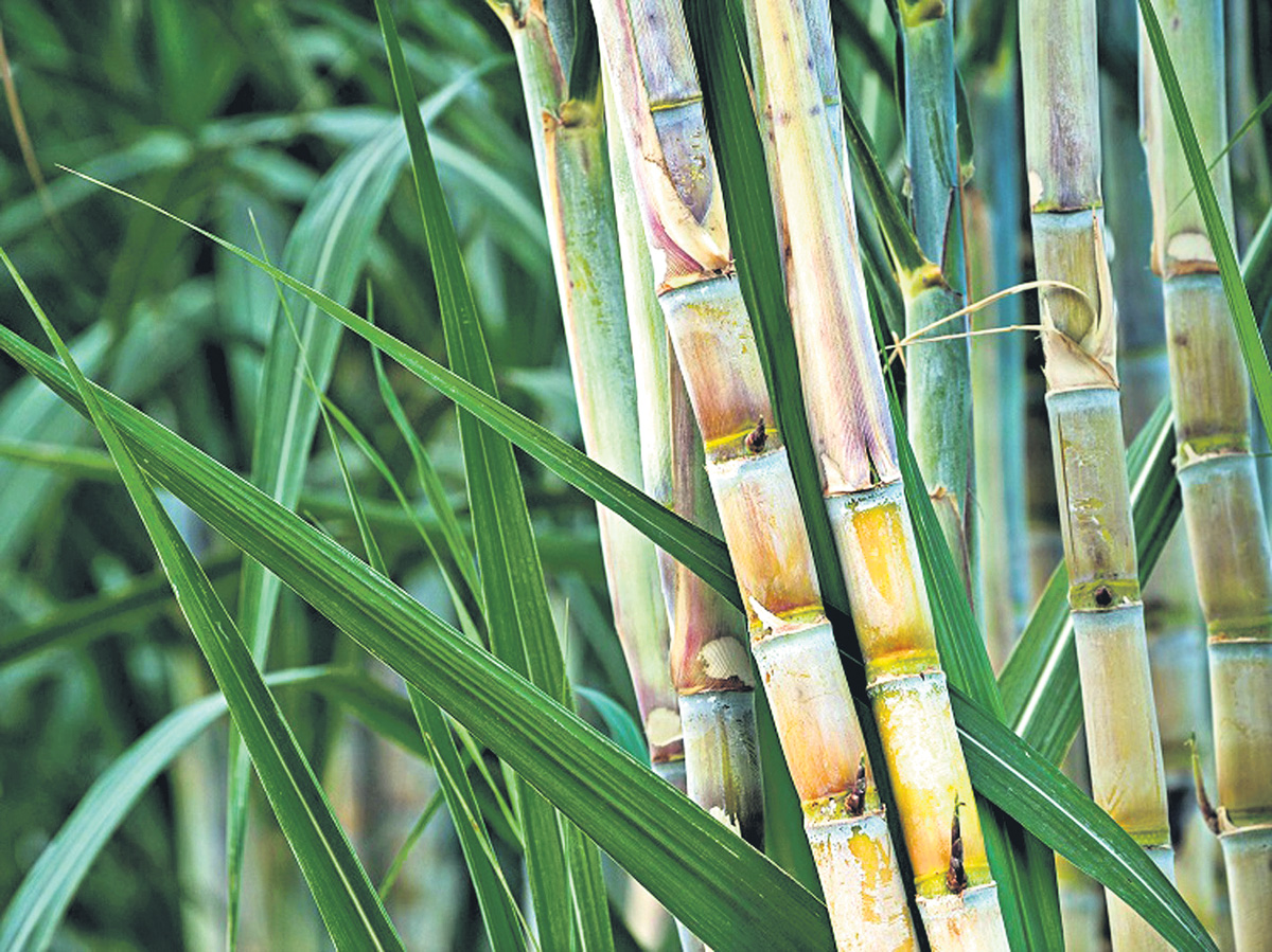 చెరుకుతో ఎరువు