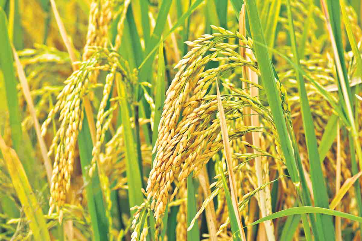 తగ్గుతున్న వరిసాగు