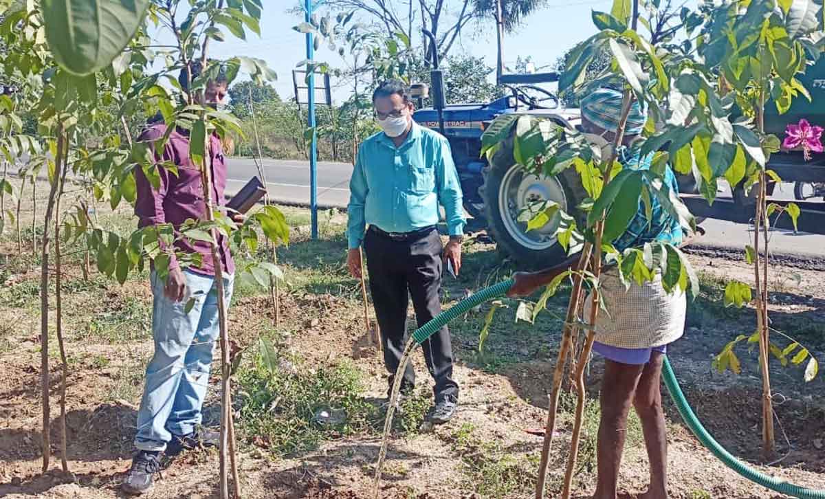 మొక్కల సంరక్షణపై దృష్టి సారించాలి