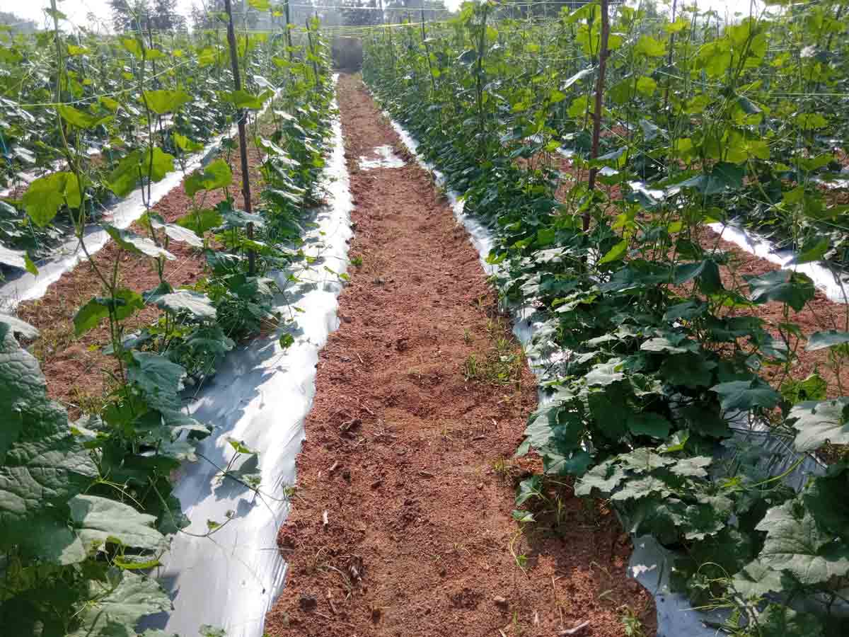 అటు వ్యవసాయం, మరోవైపు పశువుల పెంపకం