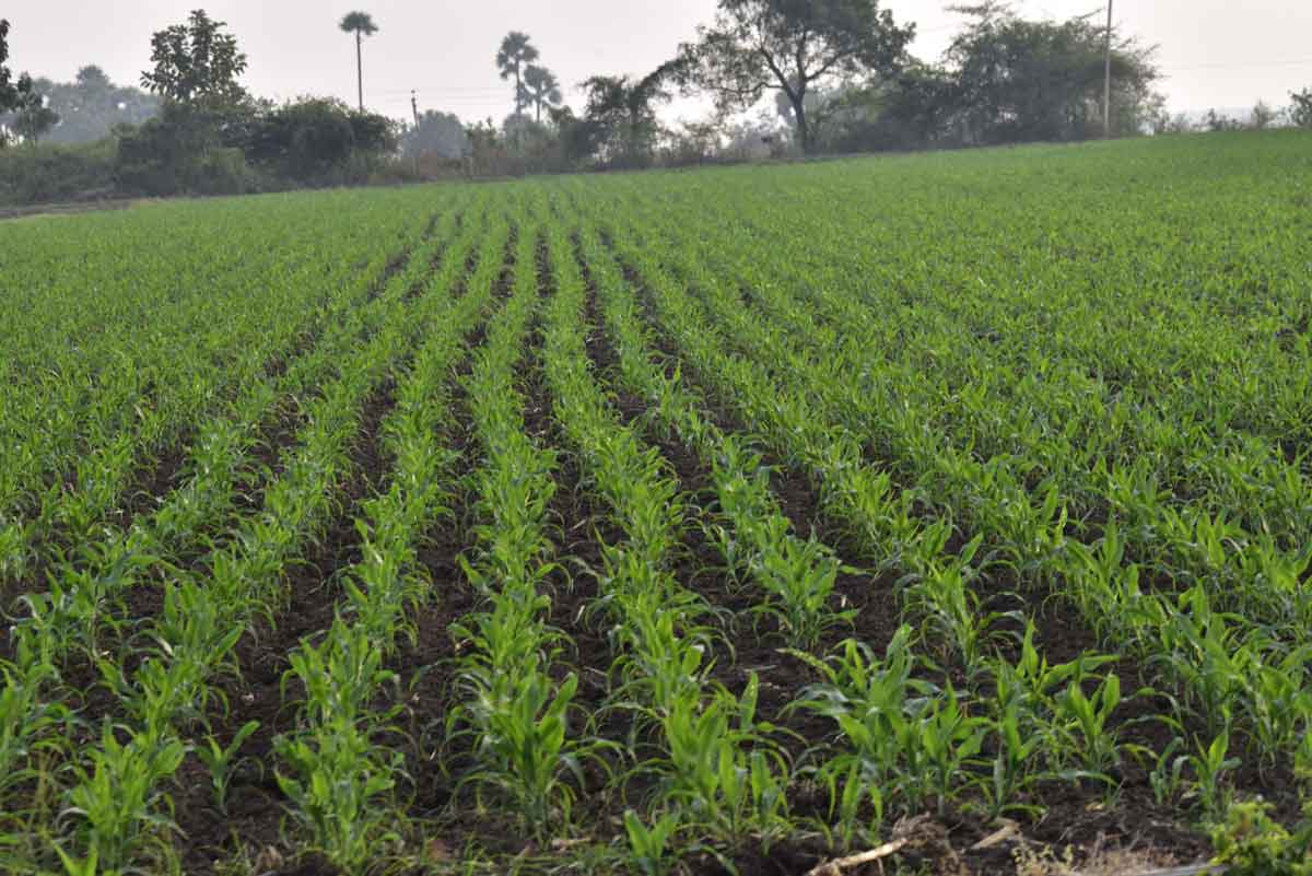 అన్నదాత ఆనందహేల