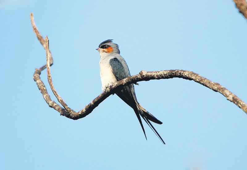 పక్షులను చూసొద్దాం..