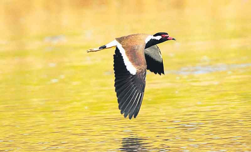 కనువిందు చేసిన పక్షులెన్నో..