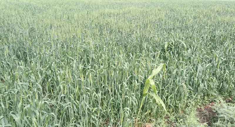 తీరొక్క పంటతో ‘సాగు’తూ..