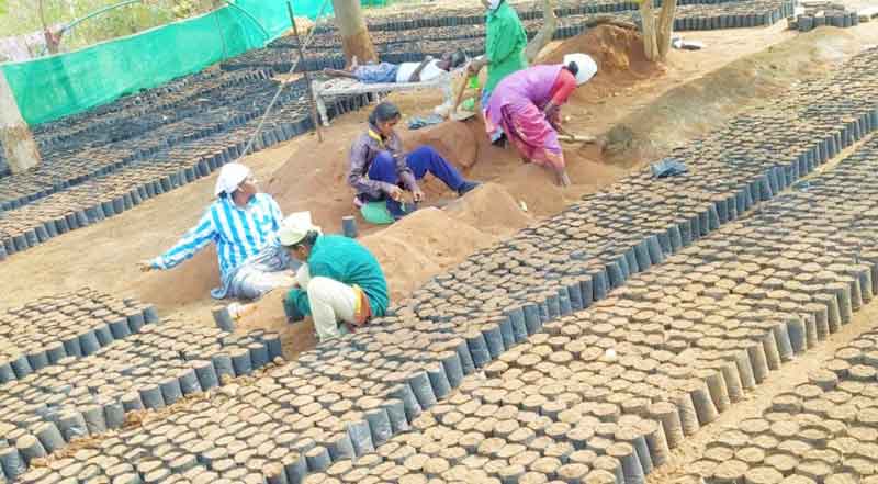 పచ్చదనం విస్తరించేలా..