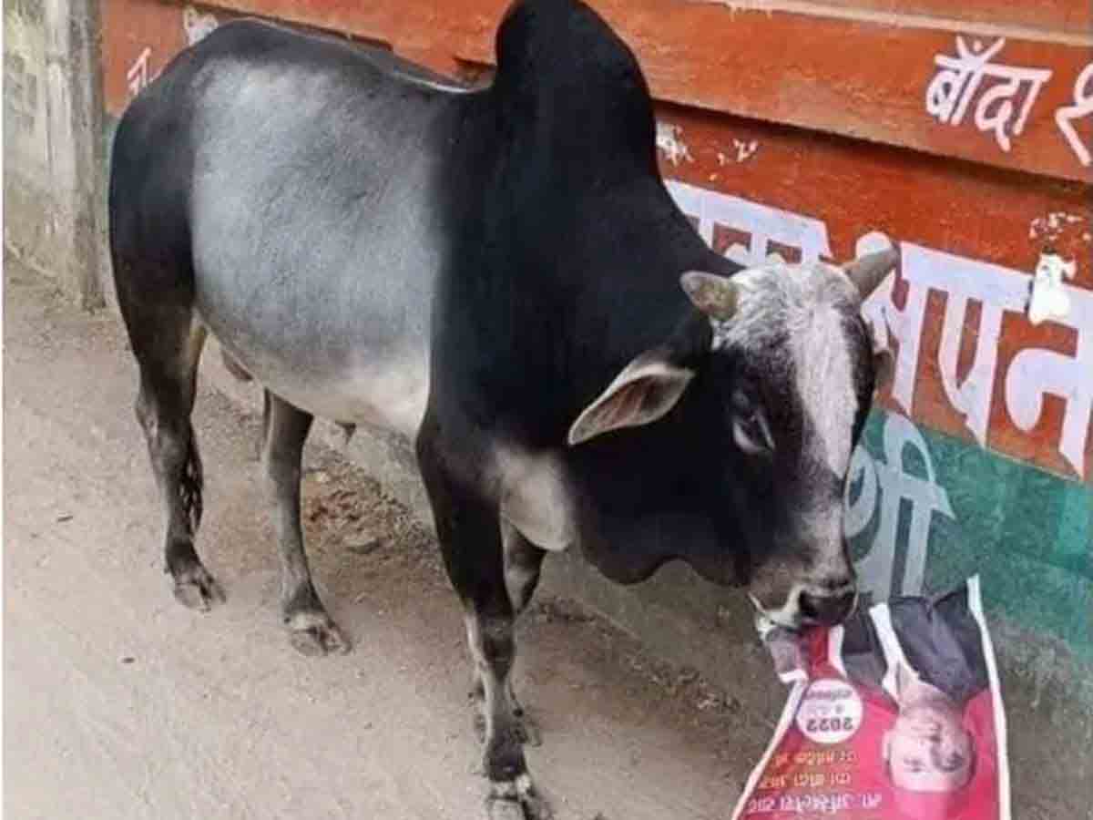 వీధి జంతువుల స్వైర‌విహారం : ఎద్దు దాడిలో తీవ్రంగా గాయ‌ప‌డిన ఎస్పీ నేత‌!