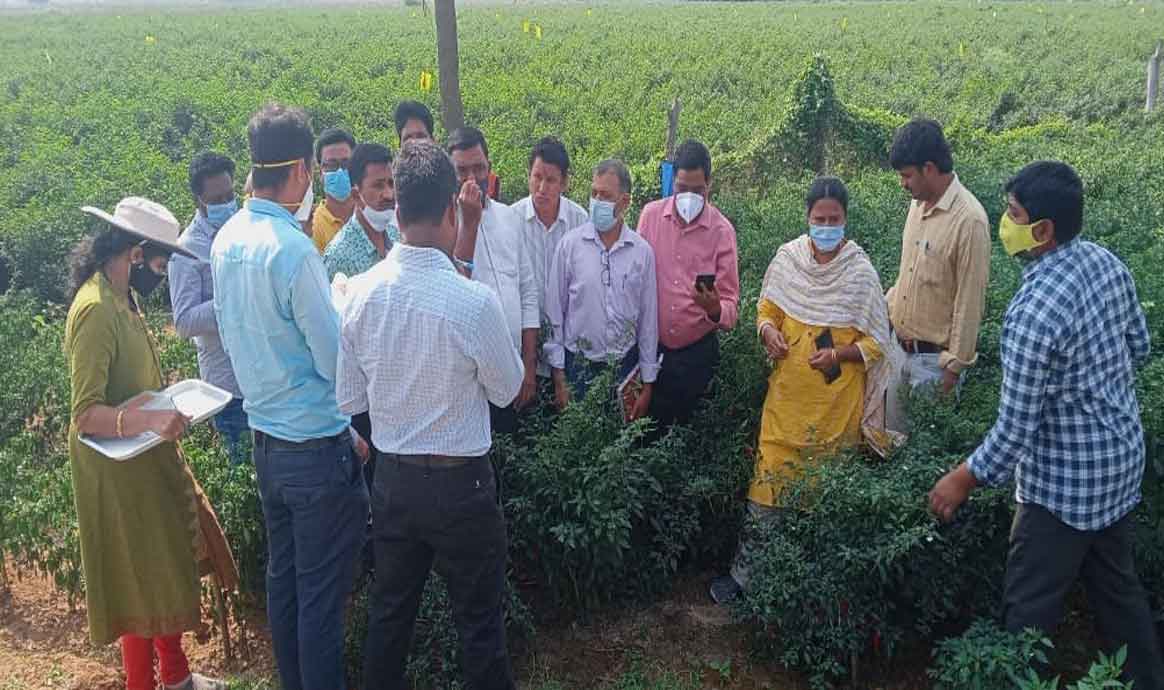 Scientists team | మిరపతోటలను పరిశీలించిన శాస్త్రవేత్తల బృందం..
