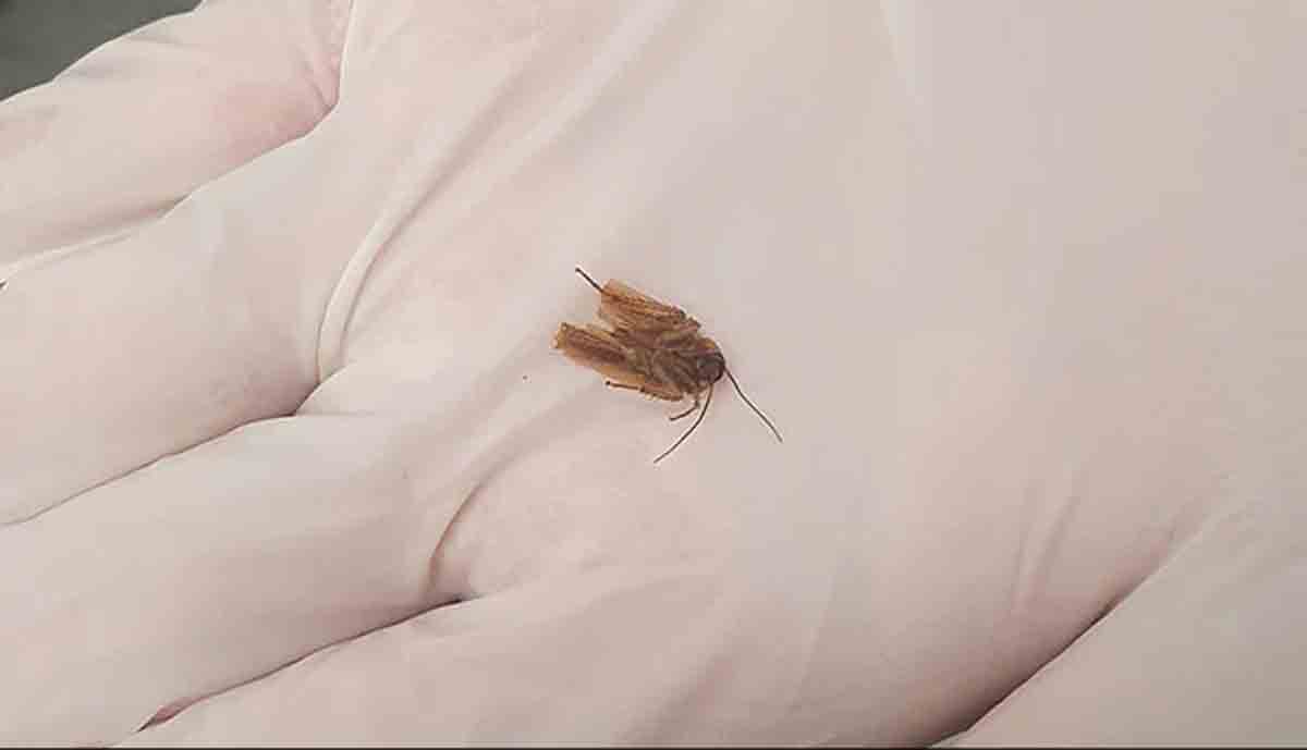 3 రోజుల పాటు ఓ వ్య‌క్తి చెవిలో బొద్దింక‌.. చివ‌ర‌కు ఎలా బ‌య‌టికి వ‌చ్చిందంటే?