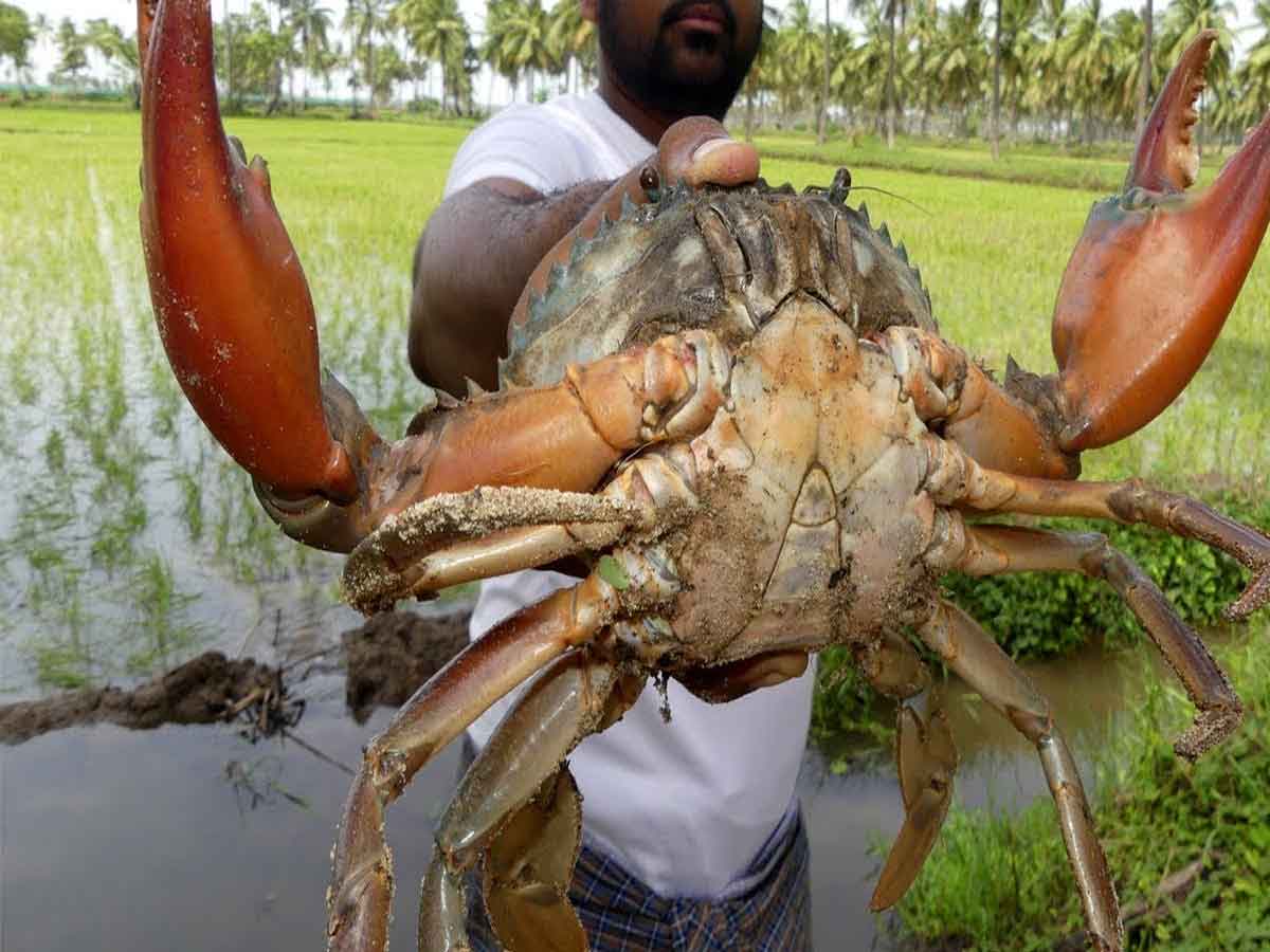 Crabs | ఏపీలో అంతరించి పోతున్న పీతలు.. ఇదే కారణం..