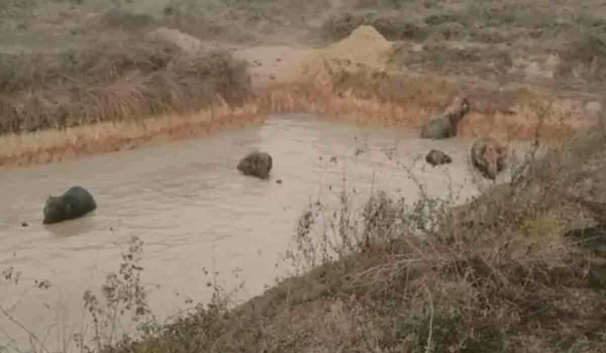 బురద కుంటలో ఇరుక్కున్న ఏనుగులు.. జేసీబీల సాయంతో బయటకు తీసిన అధికారులు