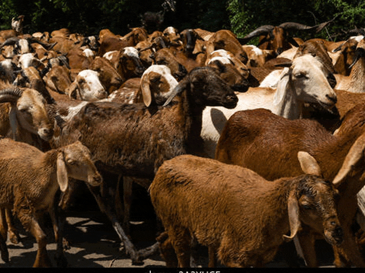 Mulugu | ఇసుక లారీ ఢీకొని 15 గొర్రెలు మృతి