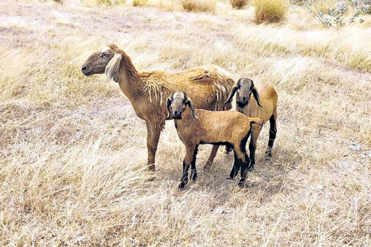 చలికాలం..జీవాలు పదిలం!