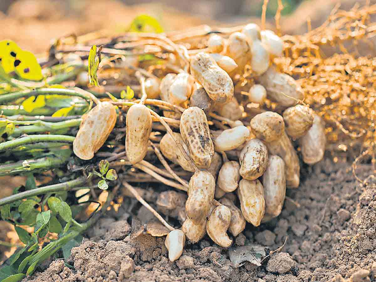 భారతదేశ నైసర్గిక స్వరూపం ఎలా ఉంటుంది?