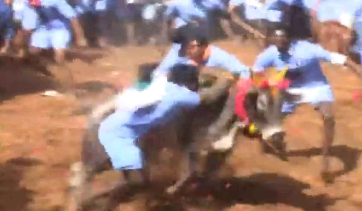 మ‌ధురైలో జోరుగా జ‌ల్లిక‌ట్టు.. 48 మందికి గాయాలు.. వీడియో