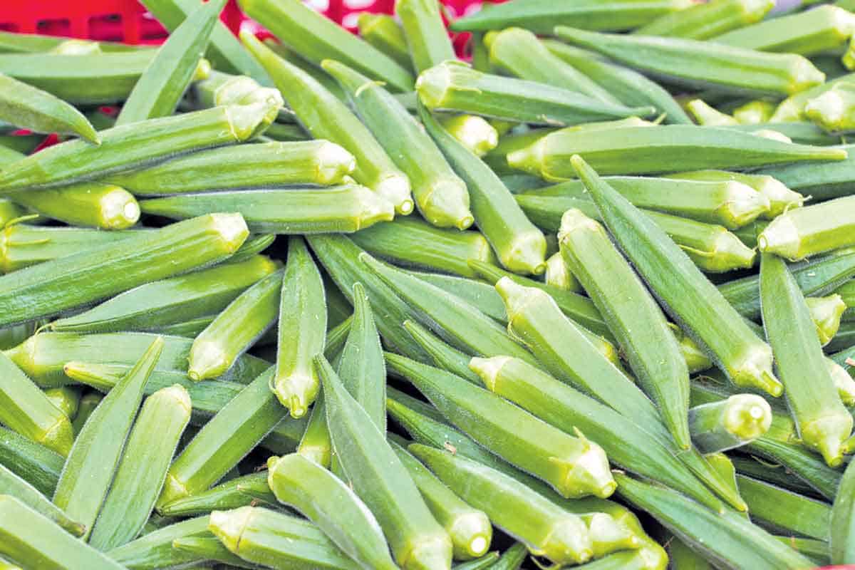 ఈ పంట ఏ టైమ్‌లో వేసినా లాభాలొస్తాయ్‌..