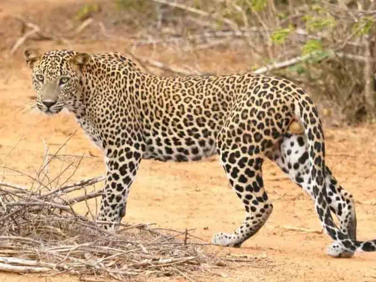 Leopard attack | చిరుత పులి దాడిలో గుర్రం పిల్ల మృతి