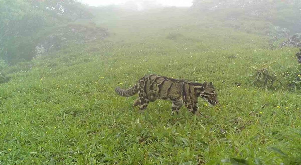 tree climbing clouded leopard found in nagaland mountains