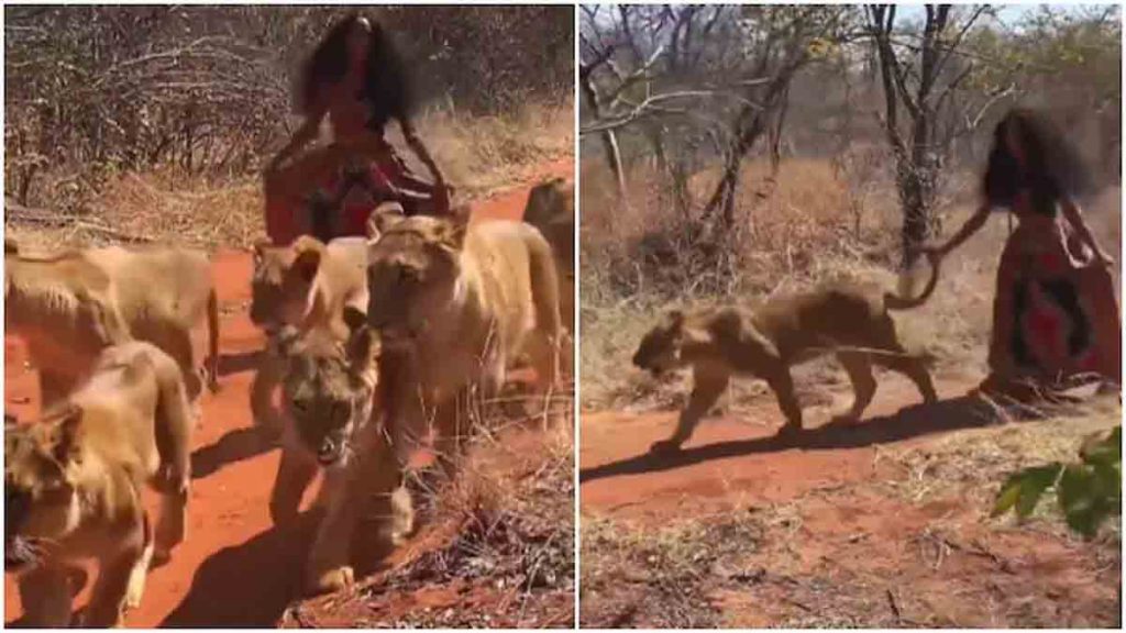 woman walks with lionesses group in forest video viral