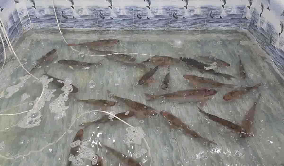 హైద‌రాబాద్‌లో లైవ్ ఫిష్‌..మీ క‌ళ్ల‌ముందే చేప‌లు ప‌ట్టి క‌ట్‌చేసి ఇస్తారు..!!