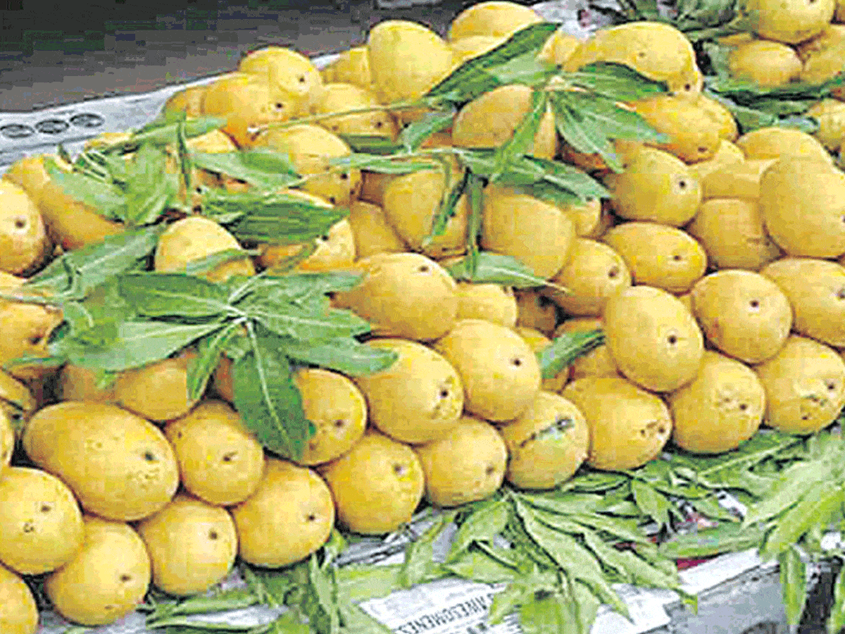 Kollapur Mango | నెరవేరిన చిరకాల వాంచ..కొల్లాపూర్ మామిడికి మంచి రోజులు