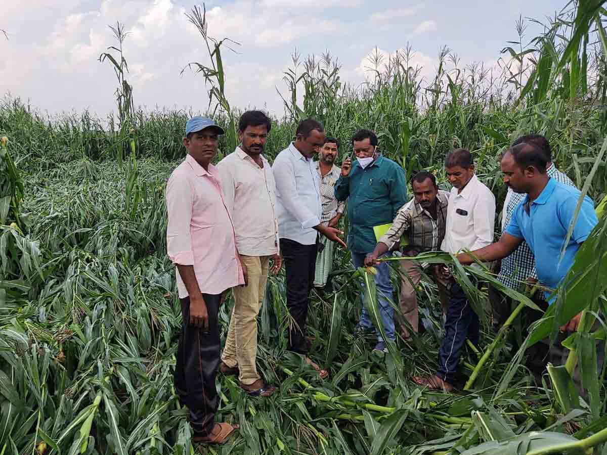 వడగళ్లు మిగిల్చిన కడగండ్లు..నేలమట్టమైన మొక్కన్న జొన్నపంట
