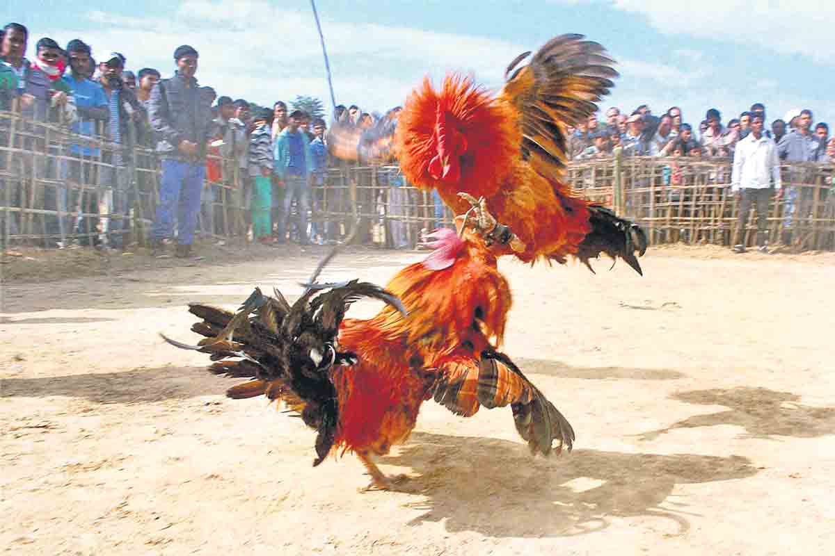 పందెంకోడి లక్ష!