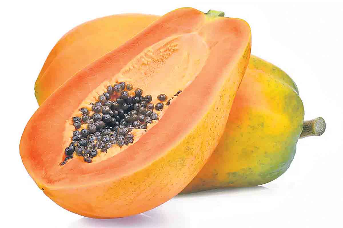 ఉద్యాన పంటల్లో సస్య రక్షణ