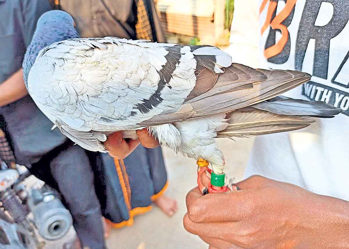చైనా పావురం కాదు.. కర్నూలు కపోతం