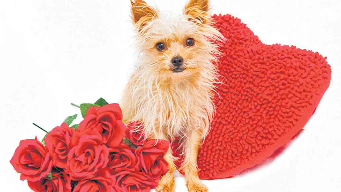 పెట్స్‌ రిజిస్ట్రేషన్‌కు మొబైల్‌ యాప్‌