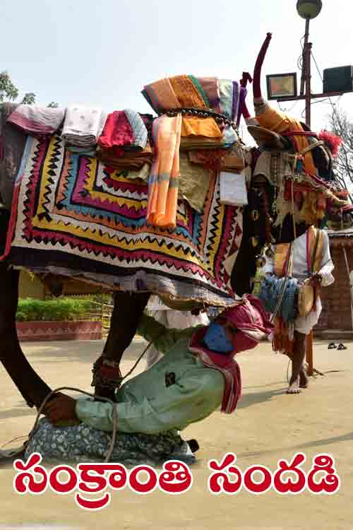 సంక్రాంతి సంద‌డి
