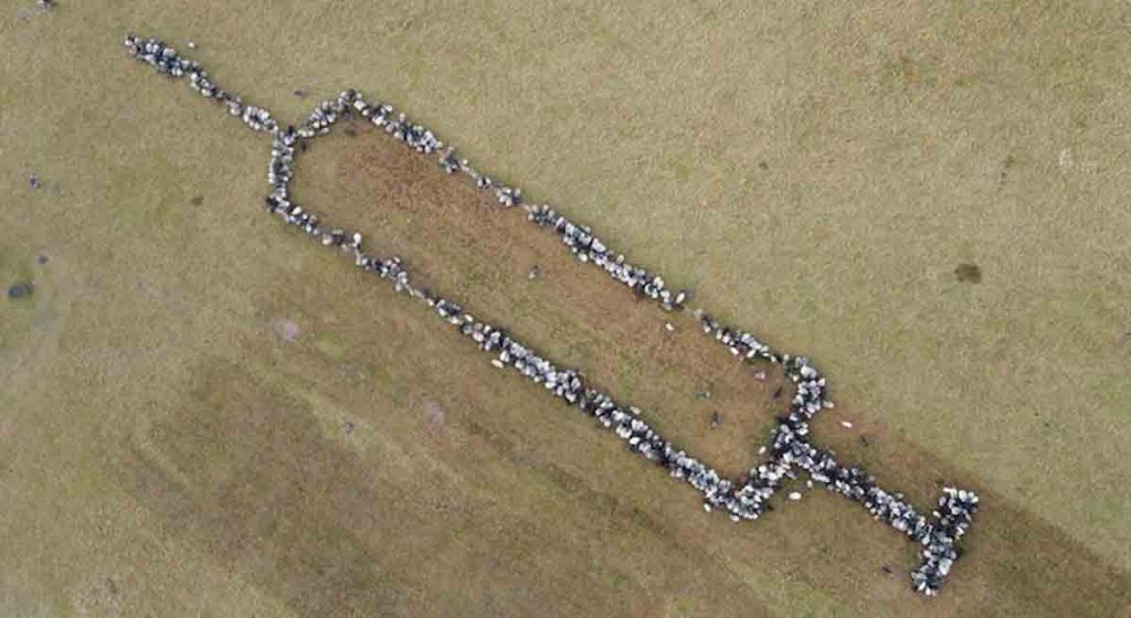 flock of sheep formed syringe shape to promote corona vaccination video viral