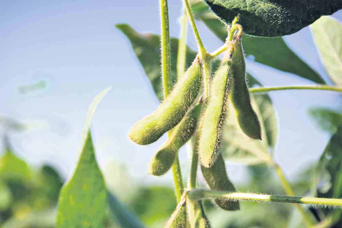 సోయా చిక్కుడు పంట‌కు ఆకు ముడత‌, చిత్త పురుగు స‌మ‌స్య వేధిస్తోందా? ఇదిగో ప‌రిష్కారం..