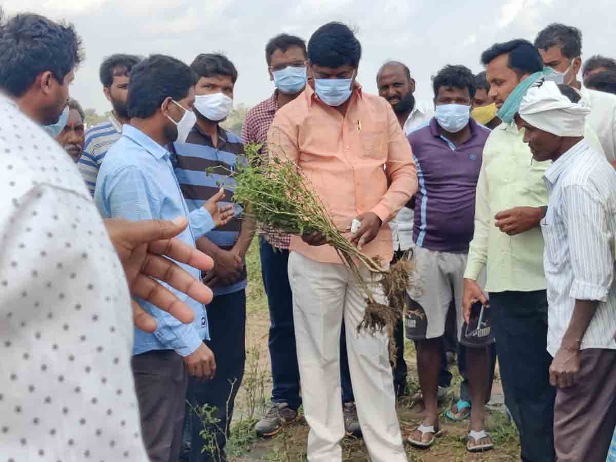 దెబ్బతిన్న పంటలను పరిశీలించిన ఎమ్మెల్యే సుదర్శన్‌రెడ్డి