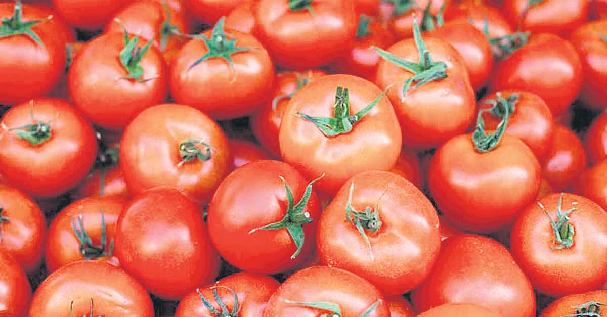 టమాటా సాగుతో 8 కోట్లు!