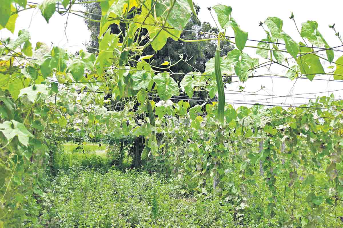 తీగ జాతులకు శాశ్వత పందిళ్లు