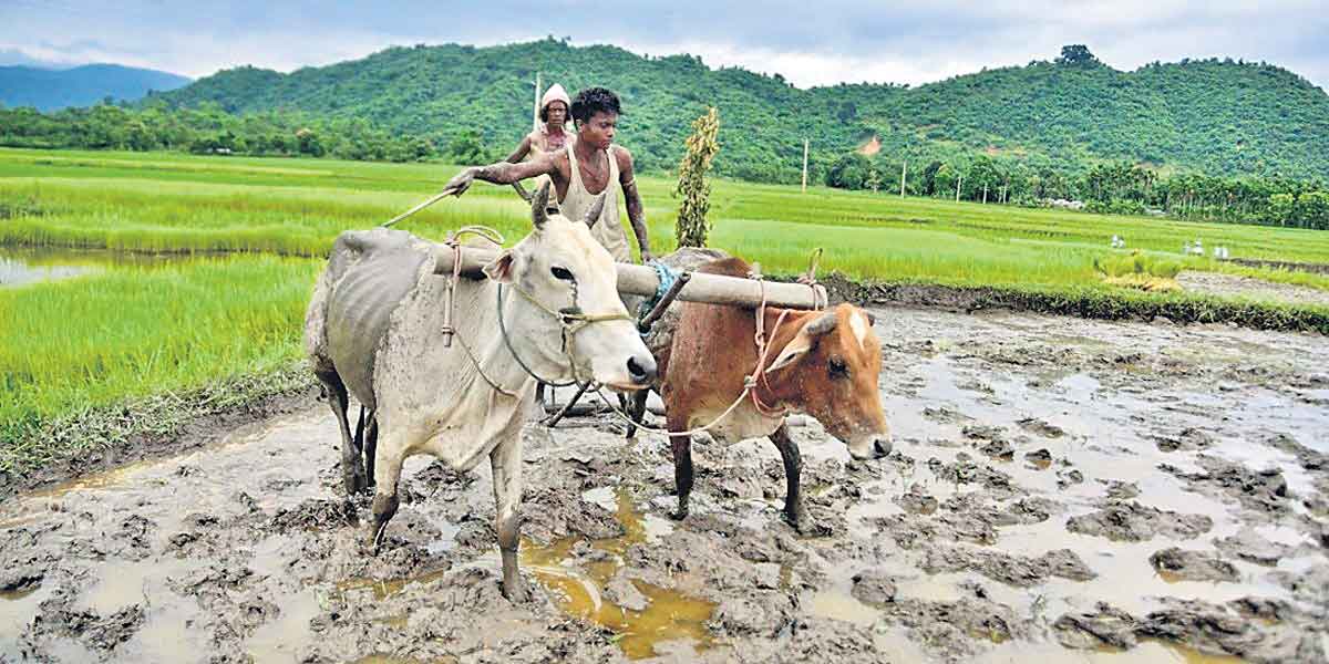 మట్టి చెట్టు – వానరైతు!