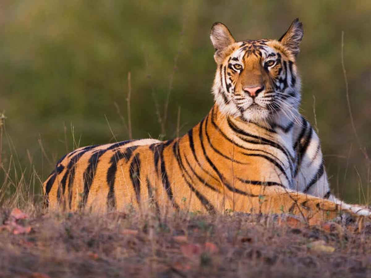 పెనుబల్లిలో పులి సంచారం..ఆందోళనలో ప్రజలు