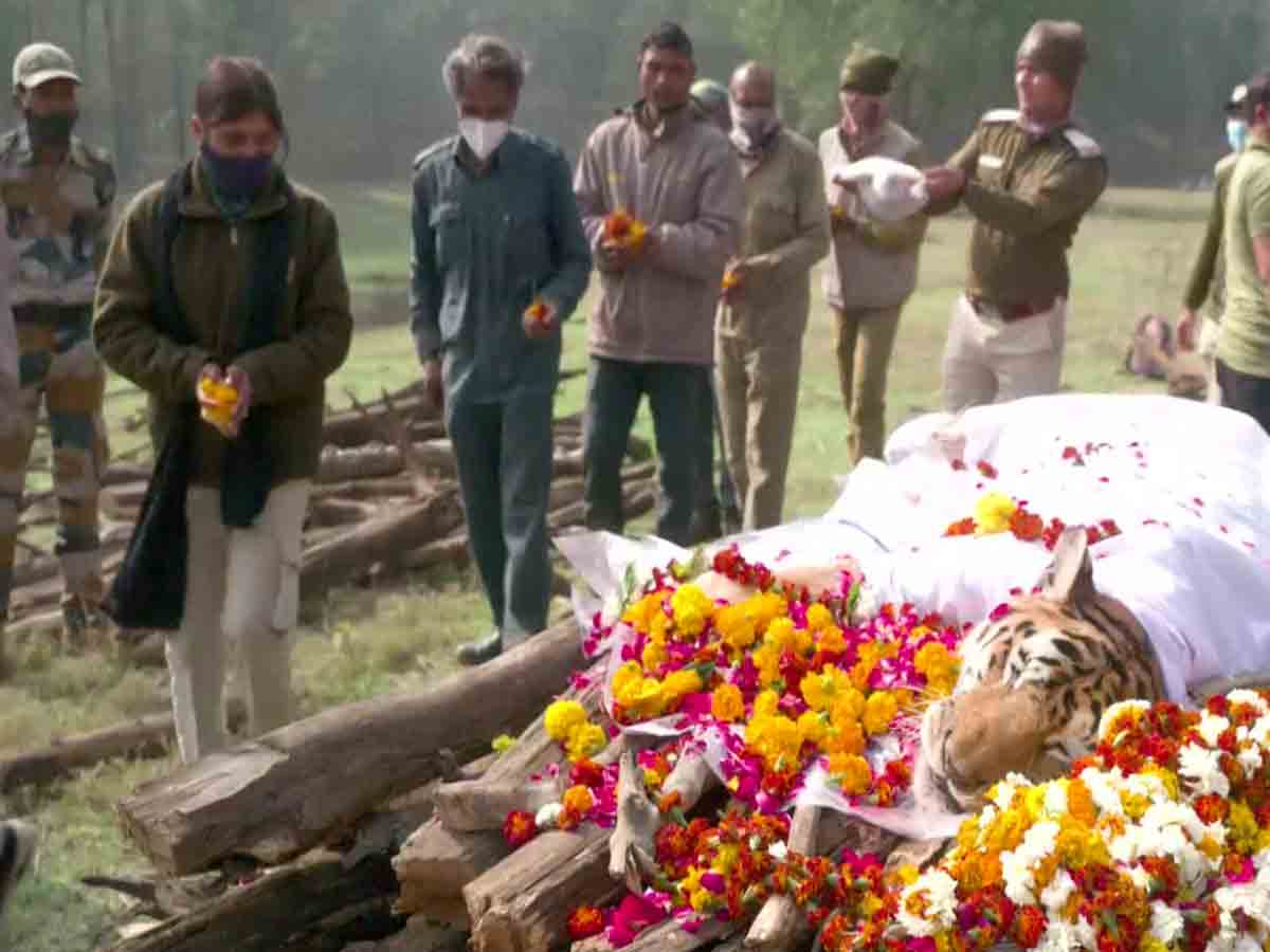 లెజెండరీ పులి ‘కాలర్‌వాలి’ మృతి.. ఎంపీ సీఎం, అటవీ సిబ్బంది ఘ‌న నివాళి