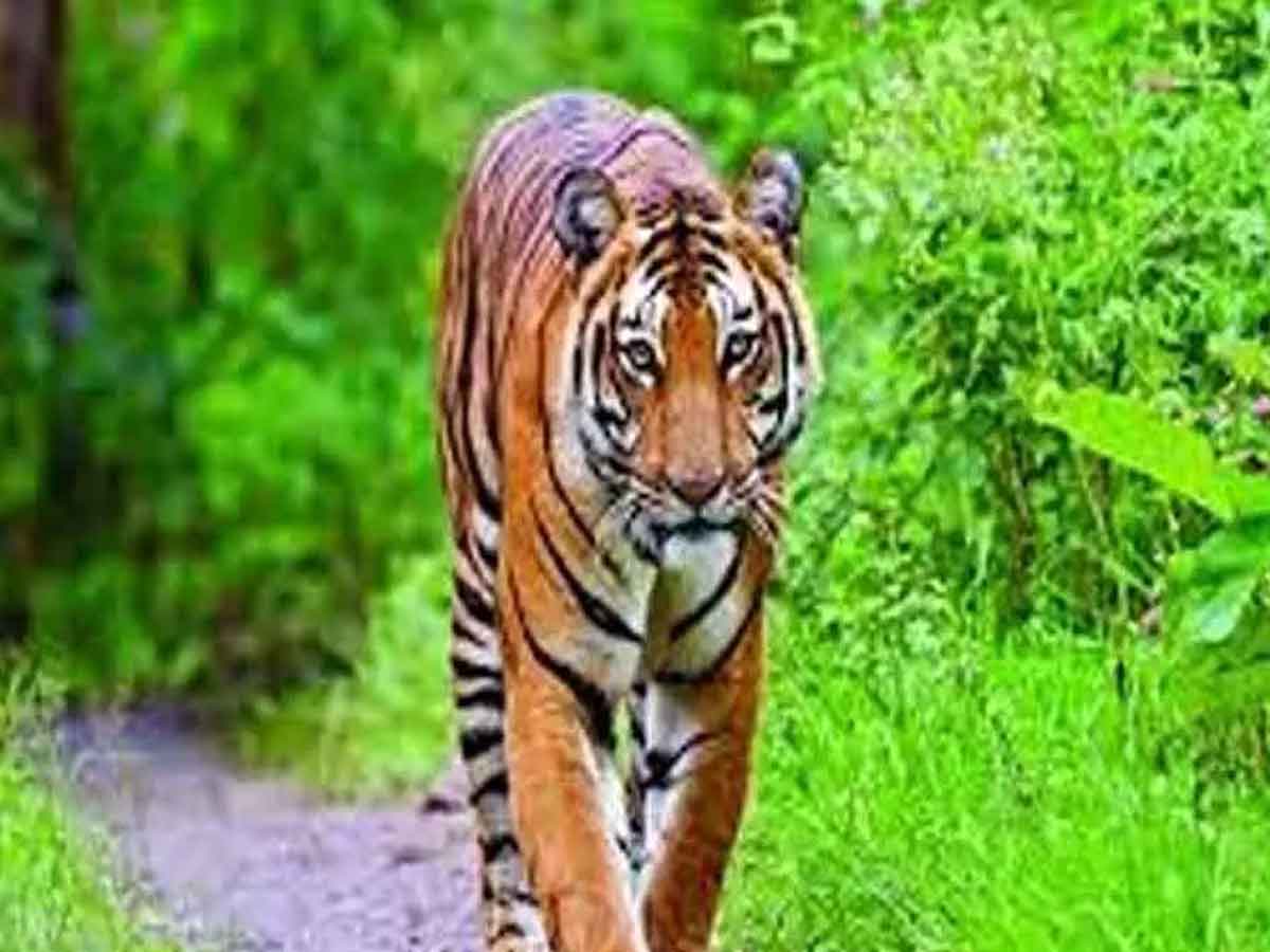 పశ్చిమ గోదావరిలో పులి జాడ‌లు.. ఆందోళ‌న‌లో అట‌వీ ప్రాంతాల ప్ర‌జ‌లు