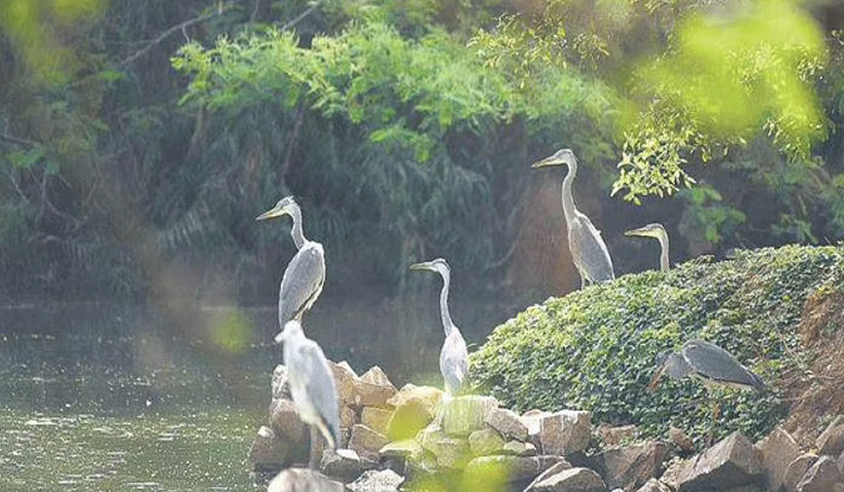 Tripura : త్రిపుర స‌ర‌స్సులో వ‌ల‌స ప‌క్షుల దుర్మ‌ర‌ణం.. నీరు విష‌తుల్యం కావ‌డ‌మే కార‌ణం?