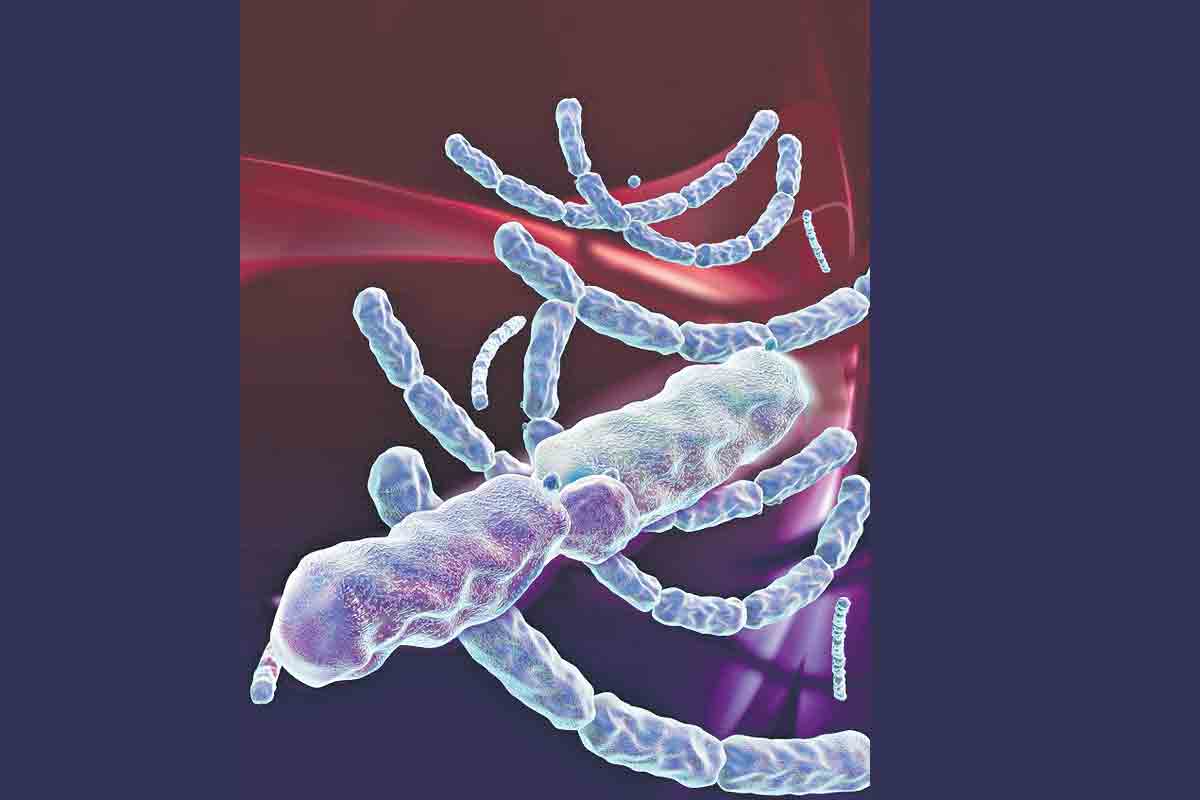 ఆంత్రాక్స్‌తో నొప్పి మాయం